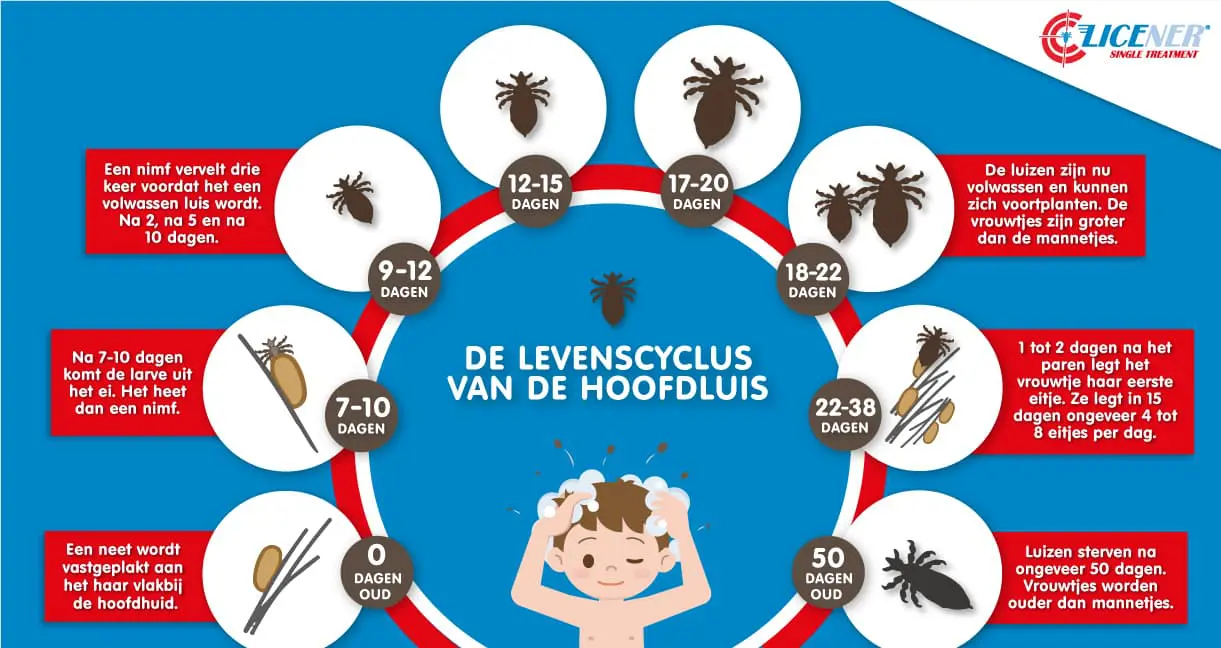 De levenscyclus van de hoofdluis